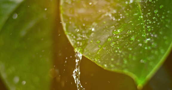 嫩绿的叶子滴水水滴下雨天