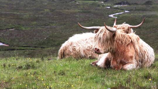 卧在草原上的牦牛