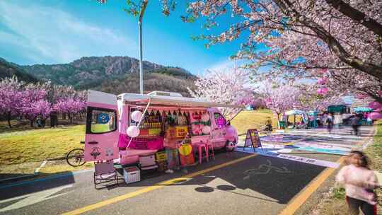 青岛樱花阿朵樱花节4K视频素材模板下载