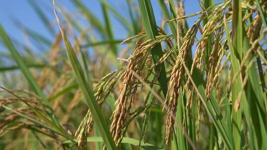自然写意实拍夏天水稻成熟空镜视频