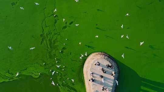 昆明滇池海晏村码头游客投喂海鸥绿藻水面