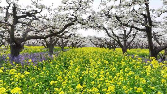 梨花树下油菜花