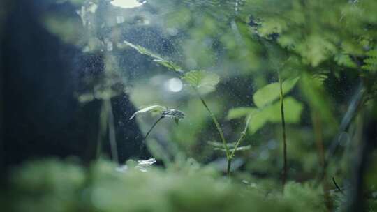 写意唯美嫩芽