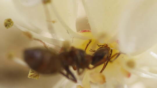 富美蚁在红叶石楠上吃花蜜，红尖石楠，花特