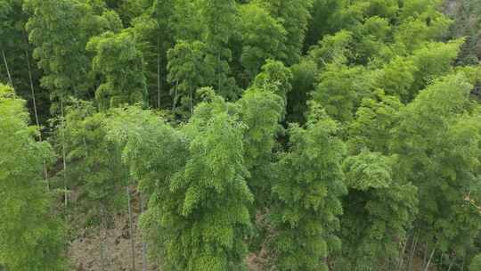 高山上的绿色竹林竹子