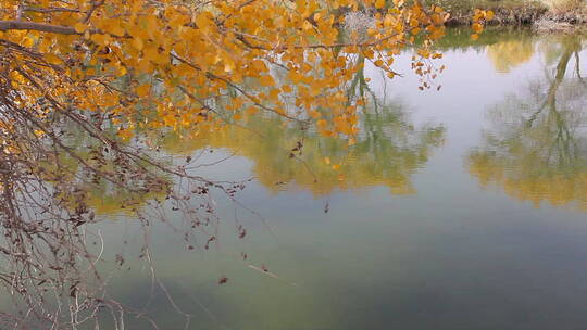 湖边胡杨林 树枝随风飘动