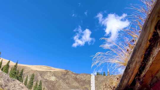 风吹动的小草蓝天白云背景