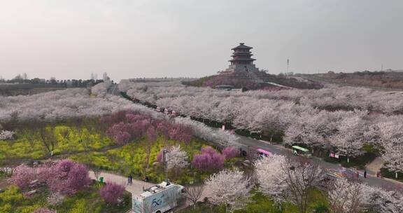 孤柏渡飞黄旅游区樱花园鲜花盛开