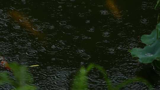 雨中畅游的锦鲤实拍