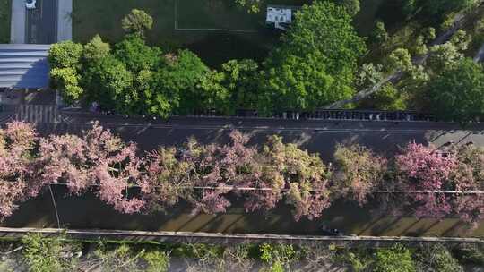 中国广东省广州市荔湾区坦尾美丽异木棉