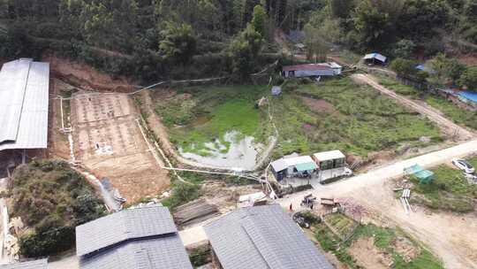 清远黑棕鹅养殖基地实拍素材