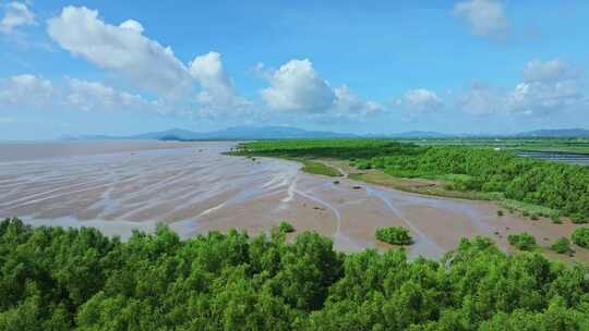 4k广东江门滨海新区银湖湾湿地红树林航拍