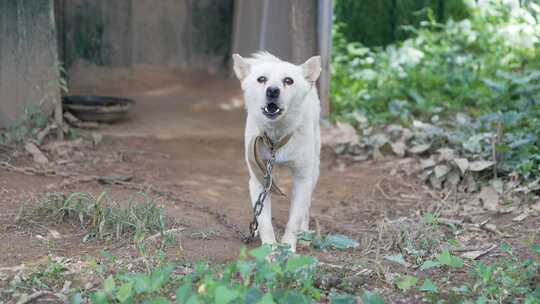 汪汪大叫的中华园犬