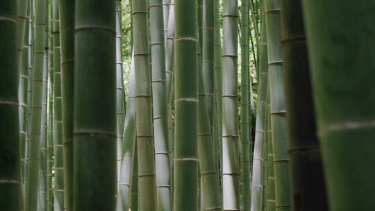 竹林竹子特写镜头视频素材模板下载