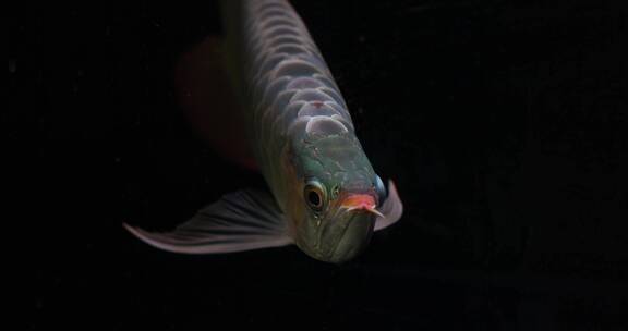 水族馆里各种鱼类视频素材