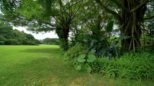 蓝天阳光草坪公园草地绿地