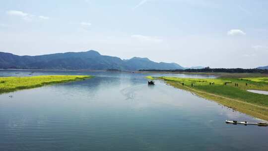 春天阳光下桂林公平湖岸边盛开的油菜花