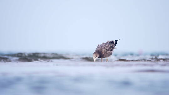 沙滩大海海鸥