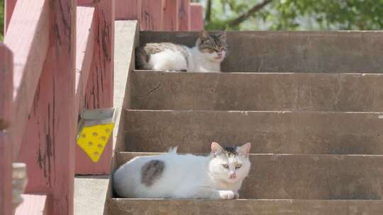 猫咪流浪猫小猫可爱喵喵