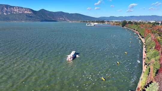 昆明海洪湿地公园海鸥落叶衫航拍