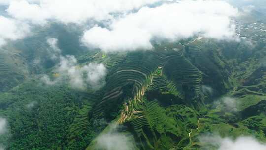 航拍黄土高原梯田植被地貌