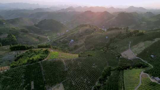 广西桂林阳朔百里金桔种植基地航拍视频素材模板下载