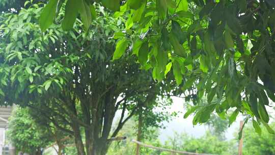 下雨天桂花树金桂八月桂花植物水滴升格