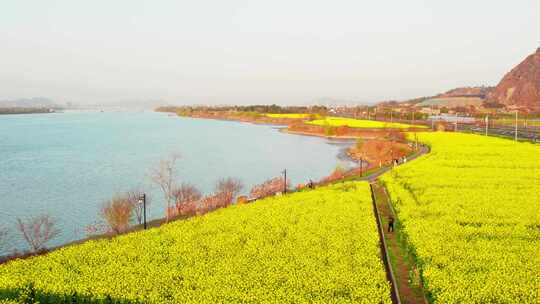 杭州富阳富春江江畔春天油菜花风景