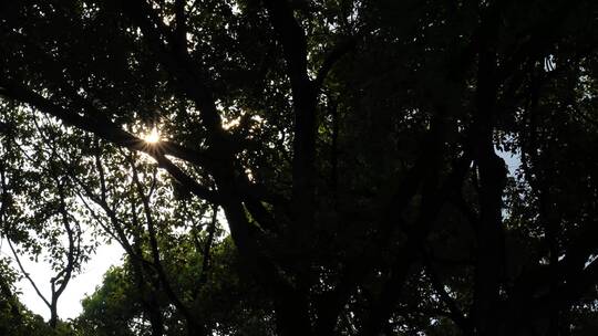 阳光透过树叶形成美丽的光斑