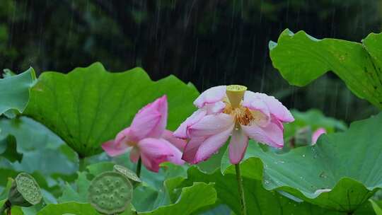 夏天雨水荷花荷叶雨滴雨景