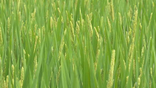 水稻 小麦粮食庄稼田野丰收