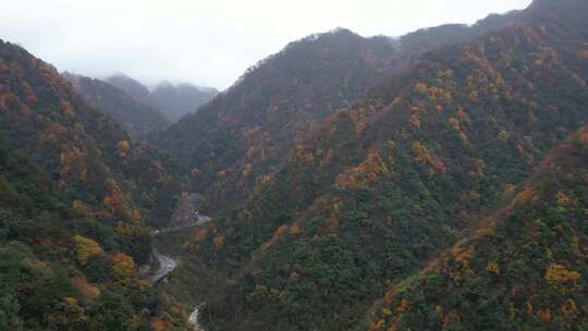 漫山红叶巴中光雾山附近