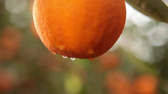 果园 果农 采摘 橙子 丰收