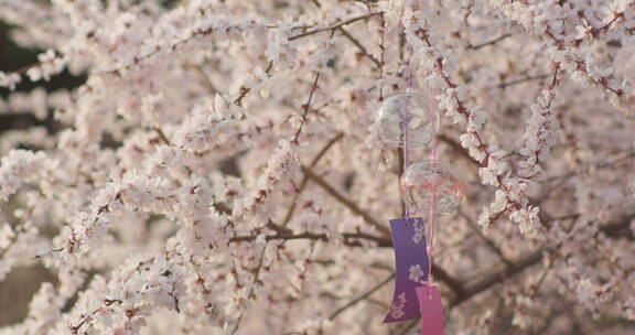 盛开梅花樱花飘动的风铃