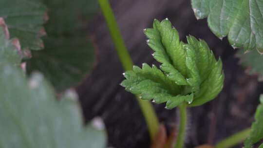 草莓园 农田 农业作物 水果 绿色植物 温室