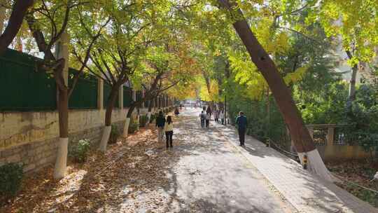 4k航拍山东师范大学千佛山校区秋景