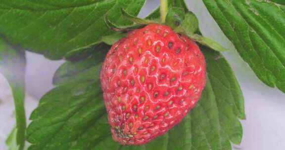有机草莓