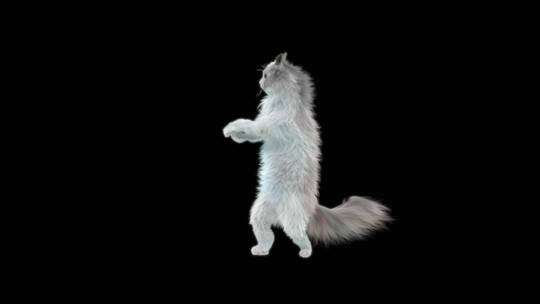 猫跳舞动画