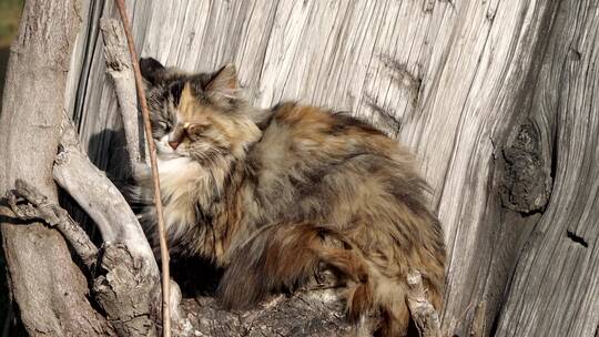在古树下晒着太阳睡觉的猫