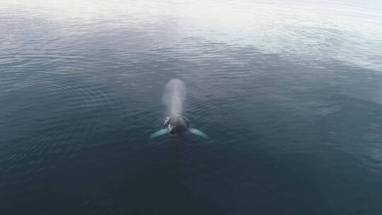 极为罕见的座头鲸全裂镜头