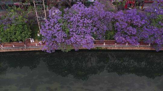 航拍昆明蓝花楹江边滨江美景