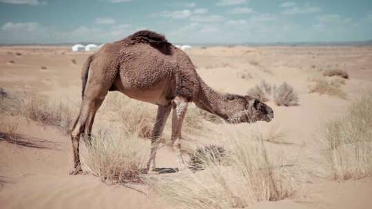 沙漠骆驼 骆驼吃草视频素材模板下载