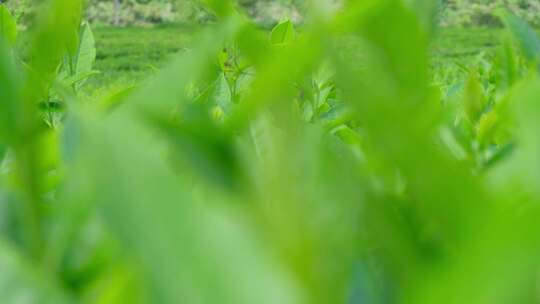 西藏墨脱高山茶园茶叶种植特写