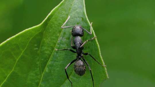 大黑蚁在绿色树叶上爬行的微观慢动作特写