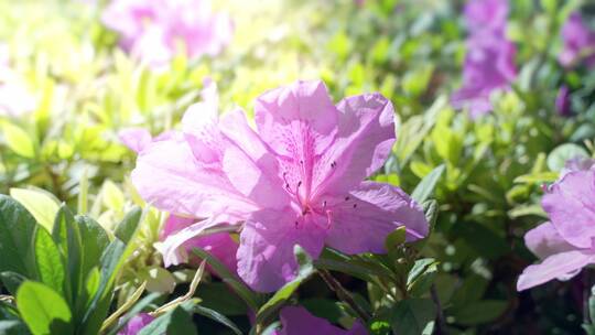 春天阳光下盛开杜鹃花