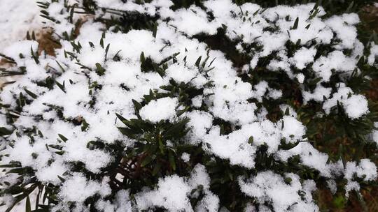 树枝冬天雪景白雪