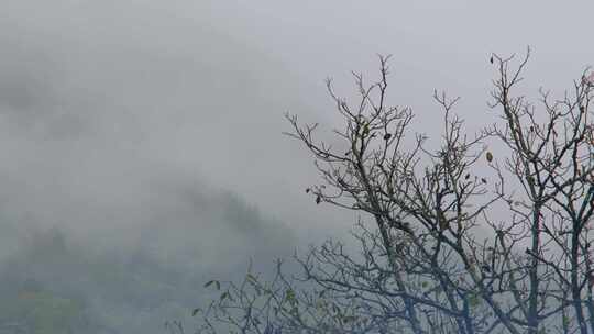 初秋雨中山脉云雾缭绕的绝美自然风光