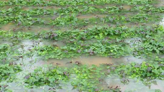雨后被淹的农作物 红薯视频素材模板下载