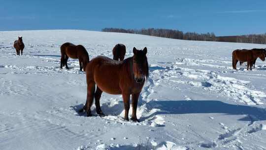 冬天山野雪地自由放牧的马群