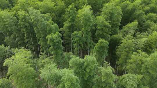 高山上的绿色竹林竹子